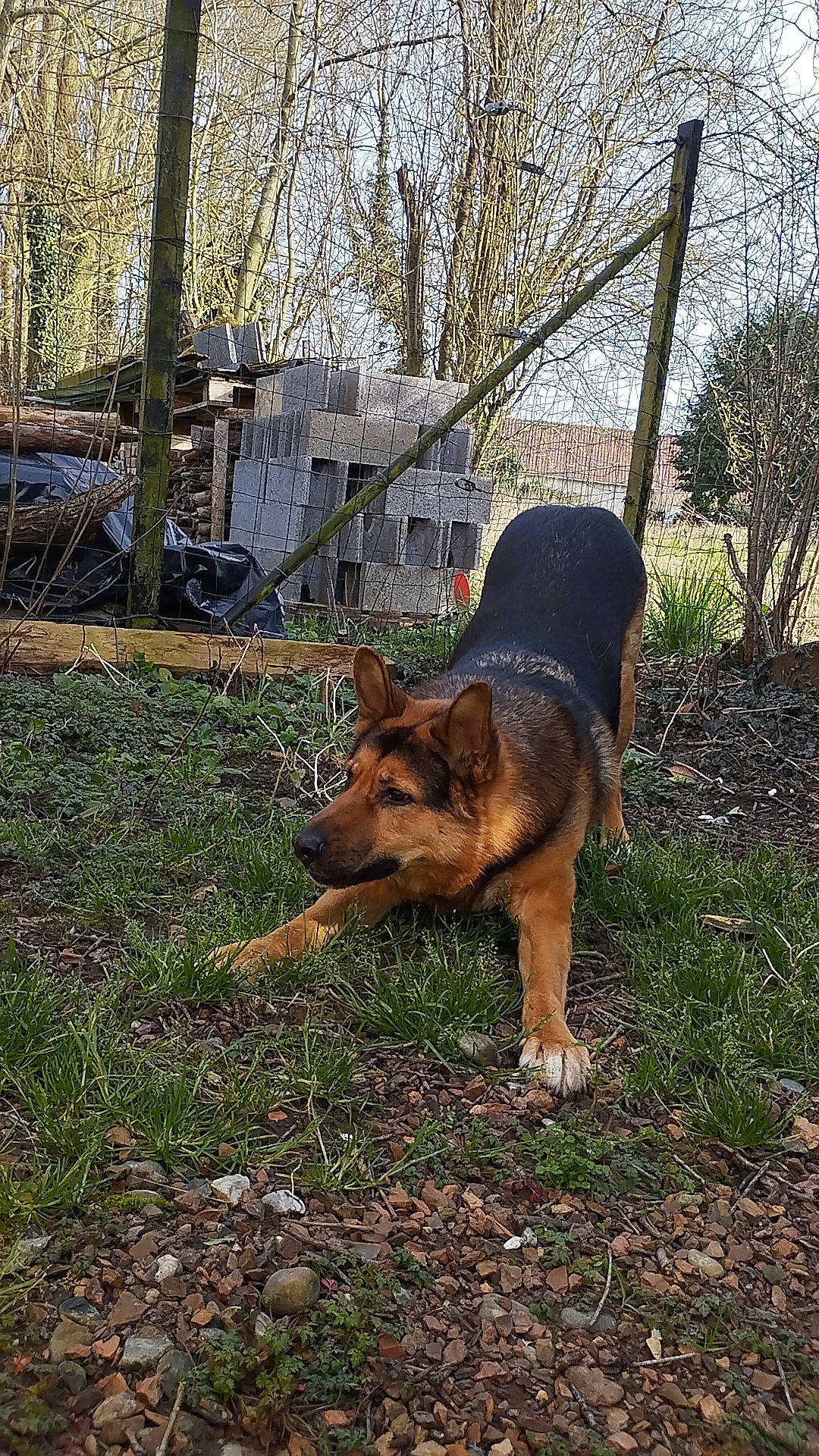 Juju participe au concours pour gagner de l'argent avec cette photo : canidae, canis, carnivore, dog, dog_breed, east_european_shepherd, fawn, german_shepherd_dog, grass, herding_dog, king_shepherd, old_german_shepherd_dog, plant, snout, sporting_group, tail, terrestrial_animal, tree, window, working_dog