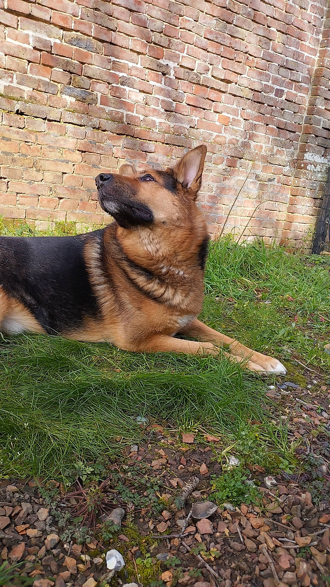 Juju participe au concours pour gagner de l'argent avec cette photo : canis, carnivore, companion_dog, dog, dog_breed, east_european_shepherd, german_shepherd_dog, grass, groundcover, herding_dog, king_shepherd, old_german_shepherd_dog, plant, sporting_group, terrestrial_animal, tree, wildlife, working_animal, working_dog