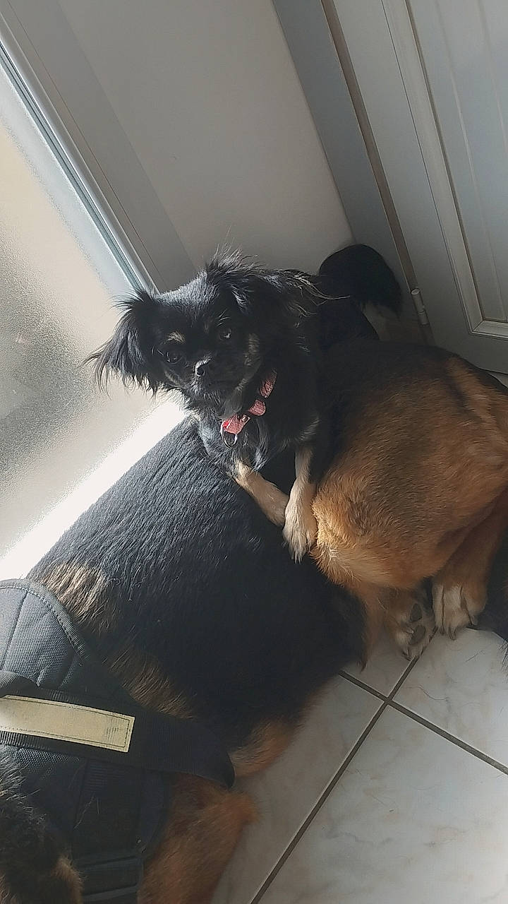 Séden a rejoint le concours — aidez-le/la à gagner de superbes lots ! carnivore, collar, comfort, companion_dog, dog, dog_breed, dog_collar, door, fawn, flooring, fur, liver, small_to_medium_sized_cats, snout, sporting_group, tail, tints_and_shades, whiskers, window, working_animal