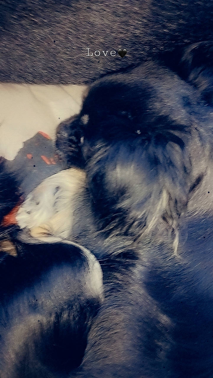 Séden participe au concours pour gagner de l'argent avec cette photo : canidae, cloud, companion_dog, dog_breed, feather, felidae, fur, grass, meteorological_phenomenon, ocean, paw, rock, shadow, sky, sunlight, tail, tints_and_shades, whiskers, wind_wave, winter