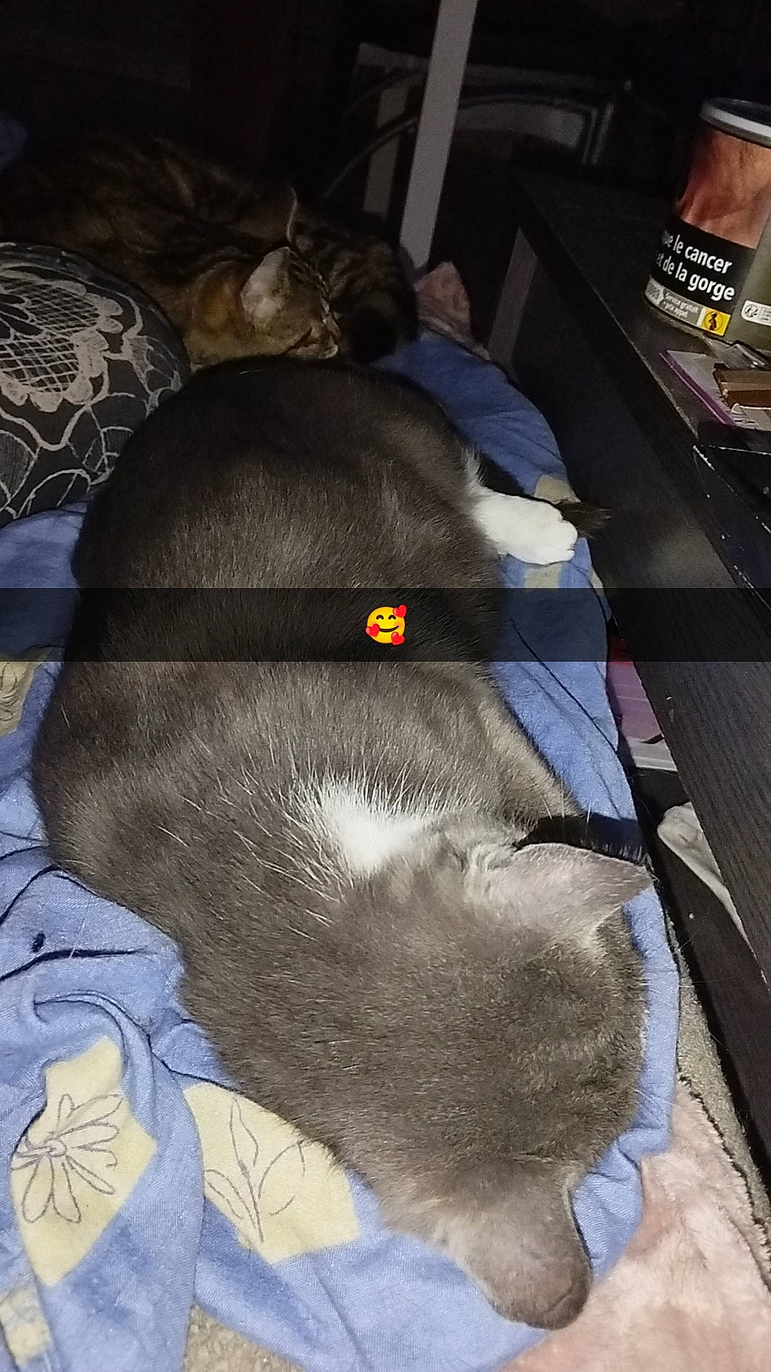 Titi a rejoint le concours — aidez-le/la à gagner de superbes lots ! art, carnivore, cat, comfort, companion_dog, dog, dog_breed, felidae, flooring, fur, grey, guard_dog, nap, paw, snout, sporting_group, tail, terrestrial_animal, working_animal