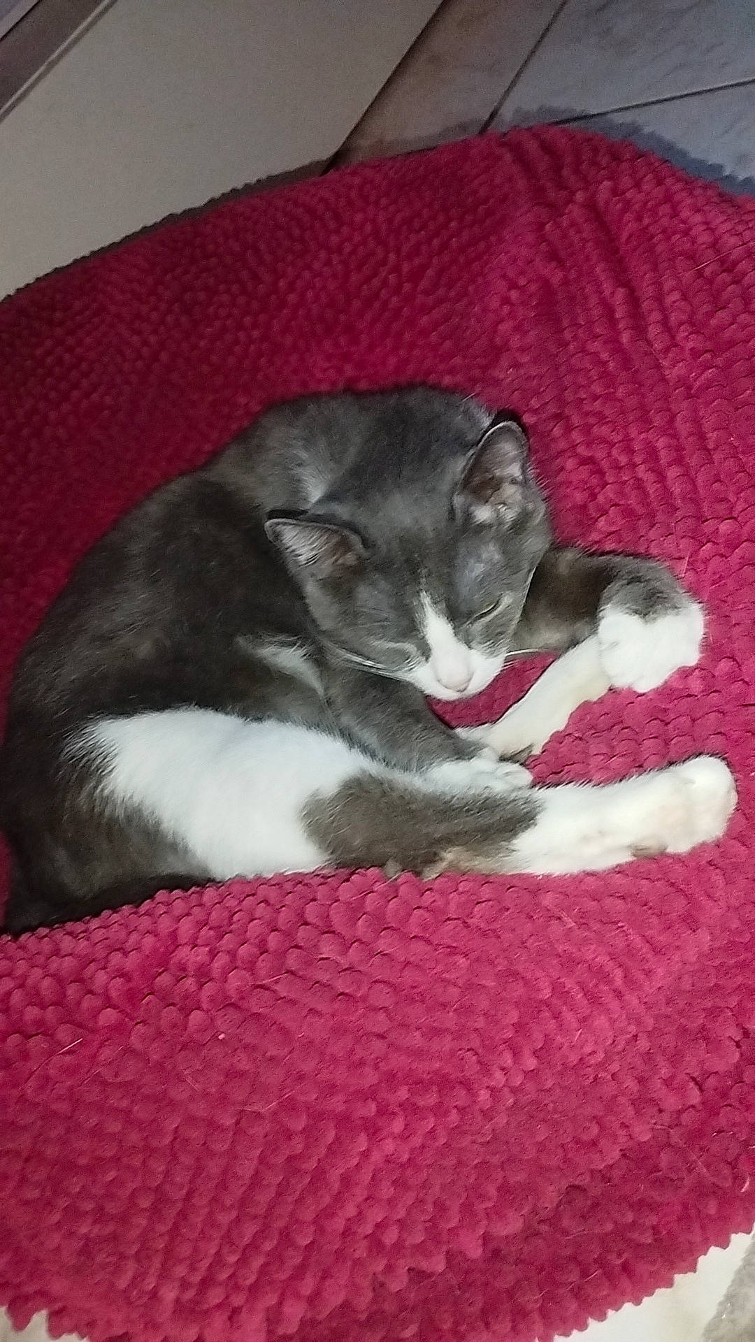 Titi a rejoint le concours — aidez-le/la à gagner de superbes lots ! canidae, carmine, carnivore, cat, cat_bed, cat_supply, comfort, companion_dog, dog_breed, domestic_short_haired_cat, fawn, felidae, fur, grey, magenta, nap, paw, small_to_medium_sized_cats, tail, whiskers