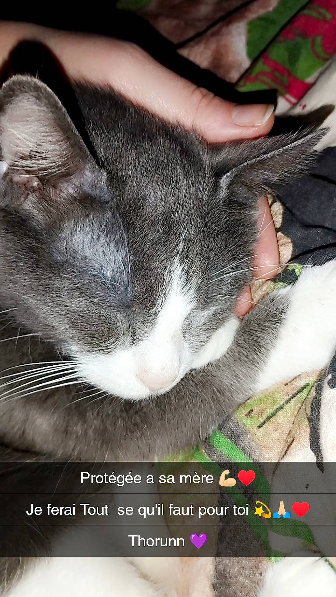 Titi a rejoint le concours — aidez-le/la à gagner de superbes lots ! carnivore, cat, claw, domestic_short_haired_cat, felidae, foot, fur, gesture, grass, nap, organism, paw, photo_caption, photography, plant, sleep, small_to_medium_sized_cats, snout, tail, whiskers