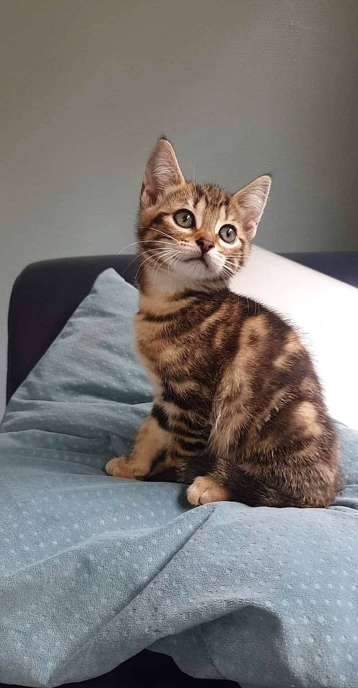 Talie a rejoint le concours — aidez-le/la à gagner de superbes lots ! carnivore, cat, claw, comfort, domestic_short_haired_cat, felidae, fur, paw, sitting, small_to_medium_sized_cats, snout, tail, terrestrial_animal, whiskers