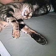 Bolita is registered to the contest to win money with this photo: cat, tabby, sleeping, bed, gray_sheet, paw, fur, whiskers, relaxation, cozy, indoor, pet, animal, mammal, cute, nap, closeup, peaceful, resting, domestic