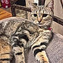 cat, tabby, indoor, chair, cushion, pet, feline, relaxed, fur, whiskers, collar, domestic_animal, looking_away, striped, closeup, home, comfort, animal, cute, large_eyes