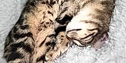Bolita joined the competition — help win amazing prizes! cat, tabby, sleeping, cozy, blanket, fur, pet, animal, resting, cute, paw, striped, soft, indoor, relaxed, mammal, feline, comfort, closeup, cuddly