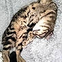 cat, tabby, sleeping, cozy, blanket, fur, pet, animal, resting, cute, paw, striped, soft, indoor, relaxed, mammal, feline, comfort, closeup, cuddly