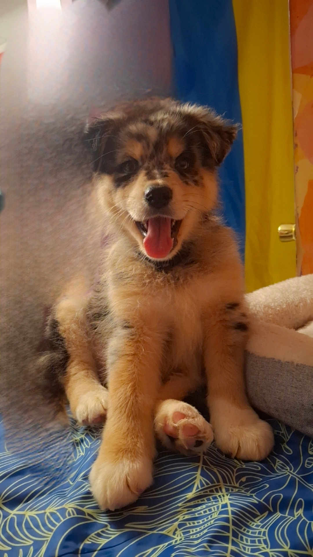 Bandit
