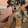 puppy, dog, pet, cute, fluffy, fur, hand, human, indoor, bed, blanket, animal, young, looking, face, paw, comfort, cuddle, friendly, adorable