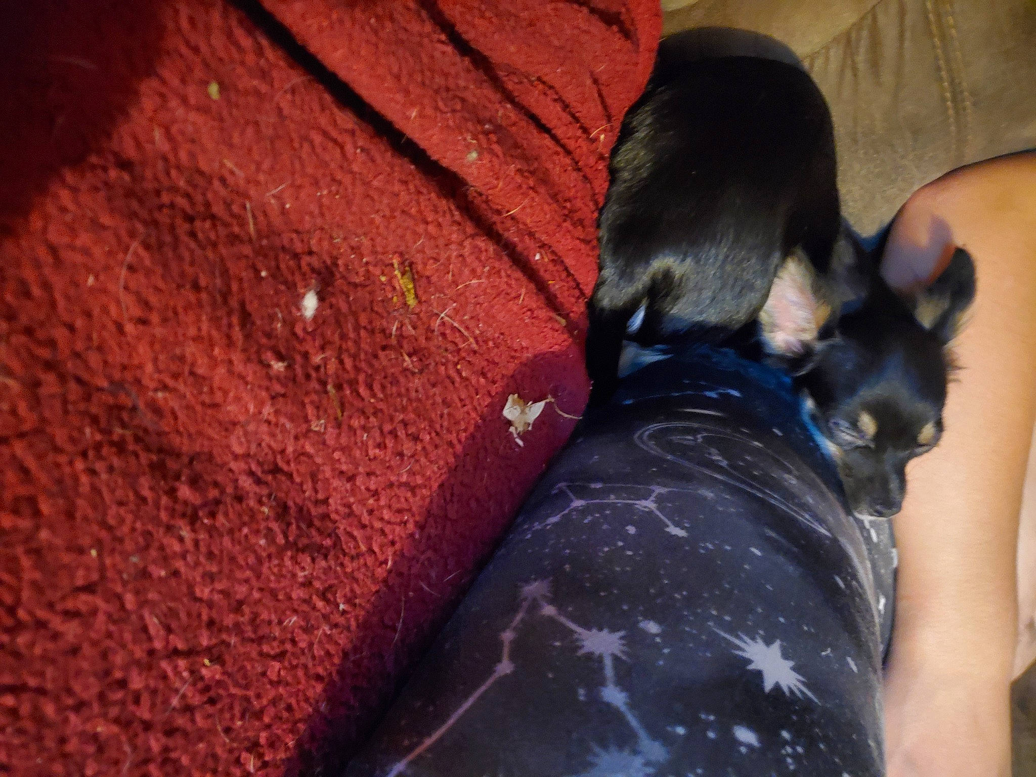 Luna joined the competition — help win amazing prizes! bat, carmine, carnivore, comfort, companion_dog, dog, dog_breed, electric_blue, fawn, felidae, foot, fur, human_leg, paw, small_to_medium_sized_cats, snout, sporting_group, tail, toy_dog, whiskers