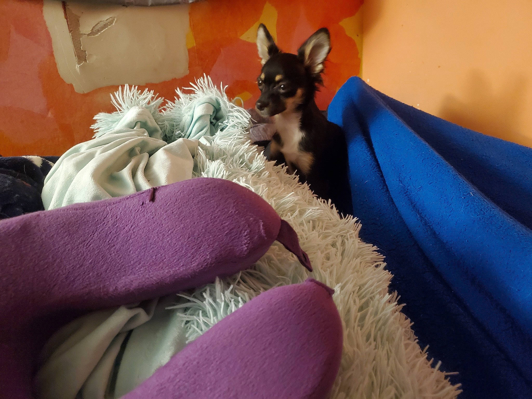 Luna joined the competition — help win amazing prizes! canidae, carnivore, comfort, companion_dog, cone, dog, dog_breed, dog_supply, electric_blue, fawn, felidae, fur, linens, magenta, purple, small_to_medium_sized_cats, snout, tail, toy_dog, whiskers