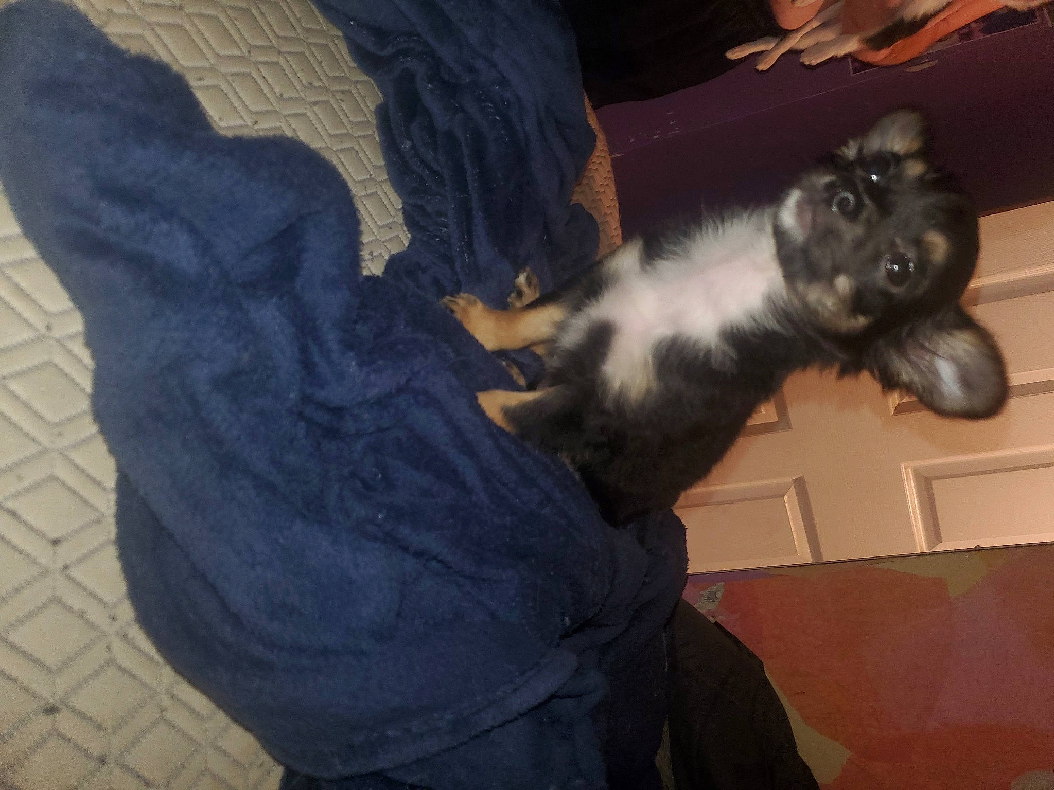 Luna joined the competition — help win amazing prizes! canidae, carnivore, claw, comfort, companion_dog, dog_breed, felidae, fur, gesture, human_leg, paw, small_to_medium_sized_cats, snout, sporting_group, tail, whiskers