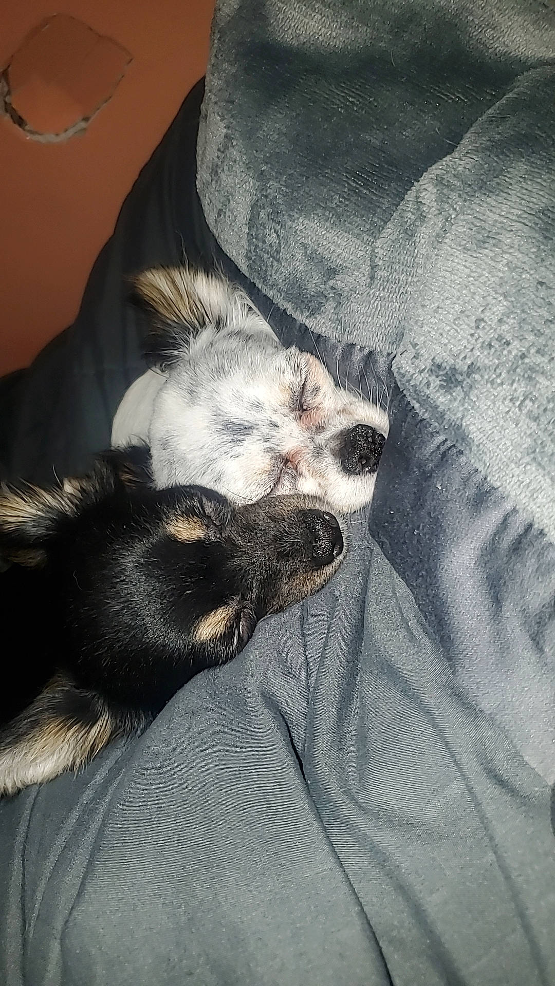 Luna joined the competition — help win amazing prizes! canidae, carnivore, cat, claw, comfort, companion_dog, dog_breed, felidae, foot, fur, grey, nap, paw, small_to_medium_sized_cats, snout, sporting_group, tail, terrestrial_animal, toy_dog, whiskers