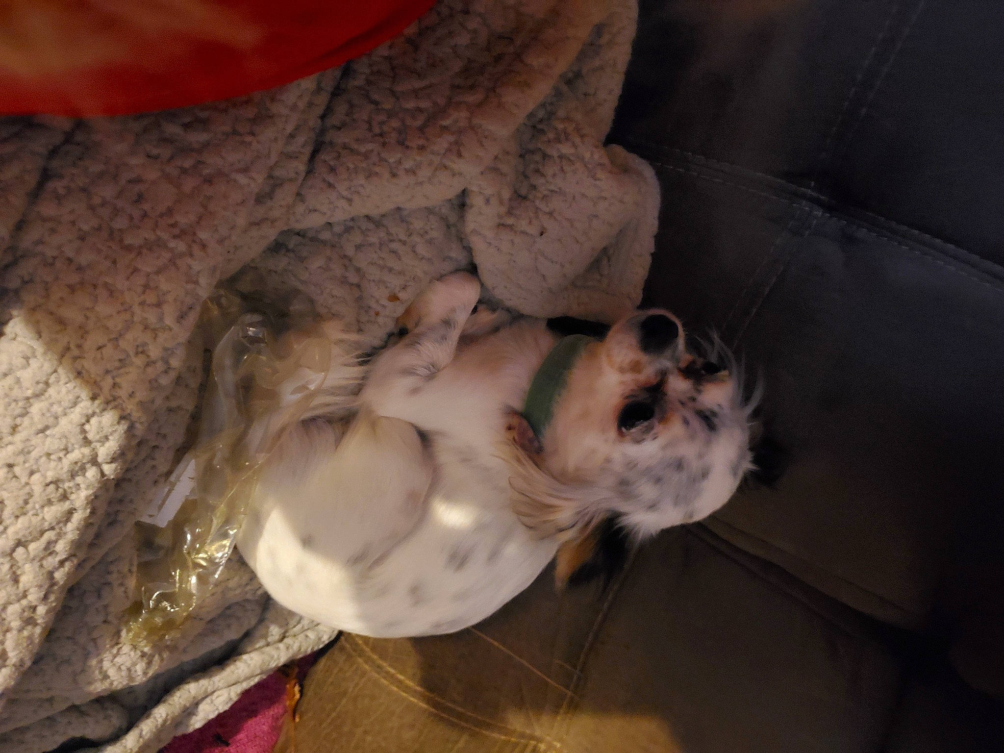 Pixie joined the competition — help win amazing prizes! canidae, carnivore, comfort, companion_dog, dog, dog_breed, fawn, felidae, fur, mammal, nap, paw, small_to_medium_sized_cats, snout, sporting_group, tail, terrier, toy_dog, vertebrate, whiskers