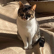 Gizmo is registered to the contest to win money with this photo: cat, pet, indoor, sunlight, blanket, feline, animal, curious, whiskers, tail, sitting, cozy, soft, shadow, fur, domestic, cute, relaxed, portrait, home