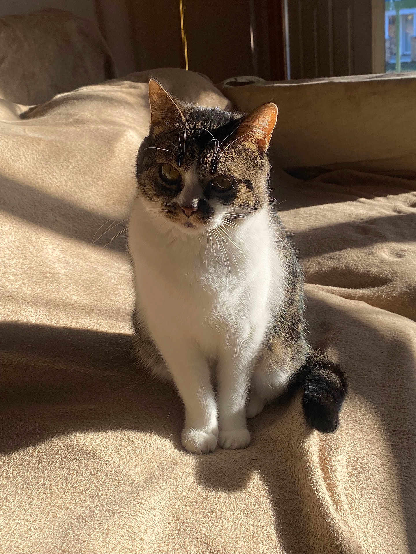 Gizmo is registered to the contest to win money with this photo: cat, pet, indoor, sunlight, blanket, feline, animal, curious, whiskers, tail, sitting, cozy, soft, shadow, fur, domestic, cute, relaxed, portrait, home