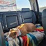 Zoe is registered to the contest to win money with this photo: dog, car_interior, blanket, seat, sunlight, window, collar, resting, backseat, leather_seat, daytime, calm, pet, animal, travel, vehicle, colorful, striped, relaxed, domestic_dog