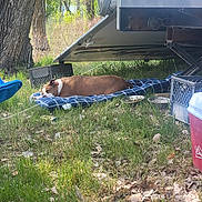Zoe is registered to the contest to win money with this photo: dog, sleeping, blanket, grass, outdoor, nature, tree, trailer, camping, shade, relaxing, brown, white, collar, crate, food_bowl, water_bowl, cooler, leaf, daytime