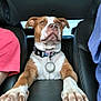 dog, brown, white, car, seat, collar, pet, animal, inside, center_console, paws, front_seat, leather_seat, two_people, casual_clothing, short_sleeve, looking_up, ears, snout, tag