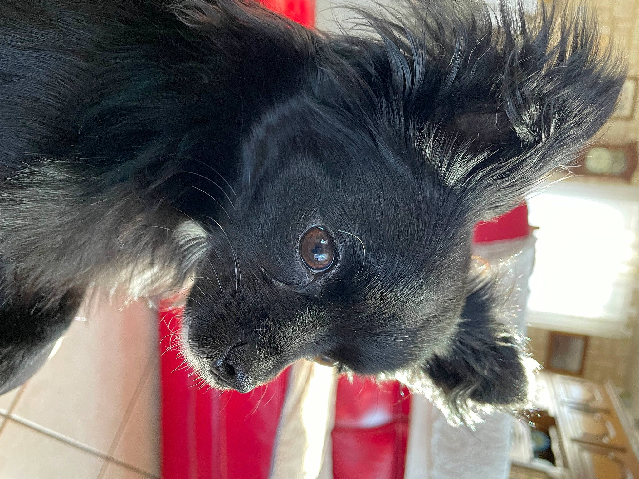 Tao a rejoint le concours — aidez-le/la à gagner de superbes lots ! borador, canidae, carnivore, collar, companion_dog, dog, dog_breed, dog_collar, dog_supply, ear, fur, liver, pet_supply, snout, sporting_group, whiskers, working_animal