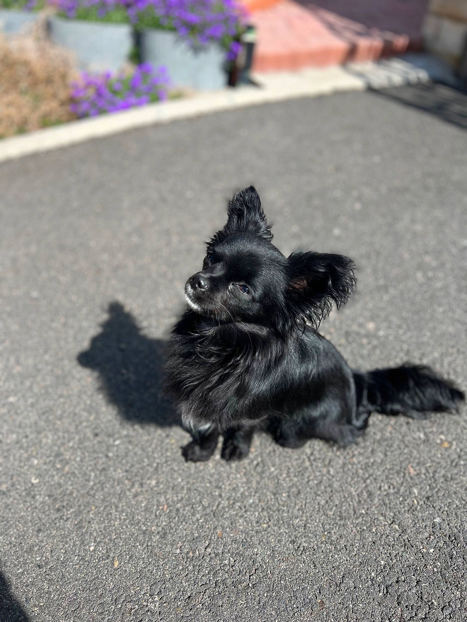 Tao participe au concours pour gagner de l'argent avec cette photo : asphalt, canidae, carnivore, companion_dog, dog, dog_breed, felidae, fur, grass, grey, paw, road, road_surface, sidewalk, small_to_medium_sized_cats, snout, sporting_group, tail, tar, toy_dog