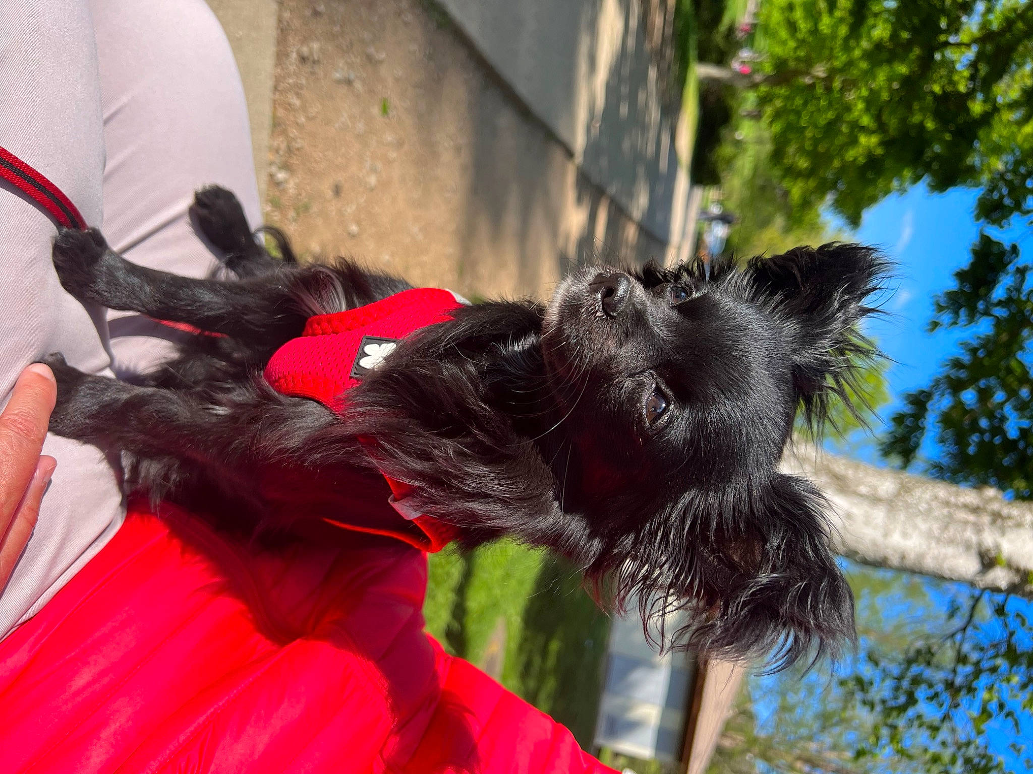 Tao participe au concours pour gagner de l'argent avec cette photo : canidae, carnivore, claw, collar, companion_dog, coquelicot, dog, dog_breed, dog_collar, dog_supply, fur, liver, pet_supply, sky, snout, sporting_group, tail, tree, working_animal