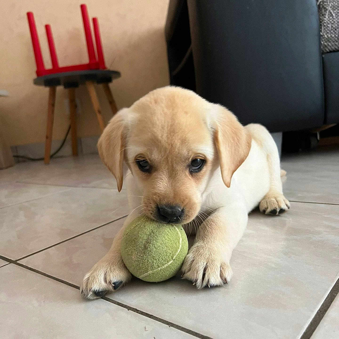 Vanille participe au concours pour gagner de l'argent avec cette photo : animal, ball, canine, dog, dogbed, furniture, goldenretriever, hound, labradorretriever, pet, puppy, racket, snout, sphere, sport, tennis, tennisball, tennisracket, whitedog