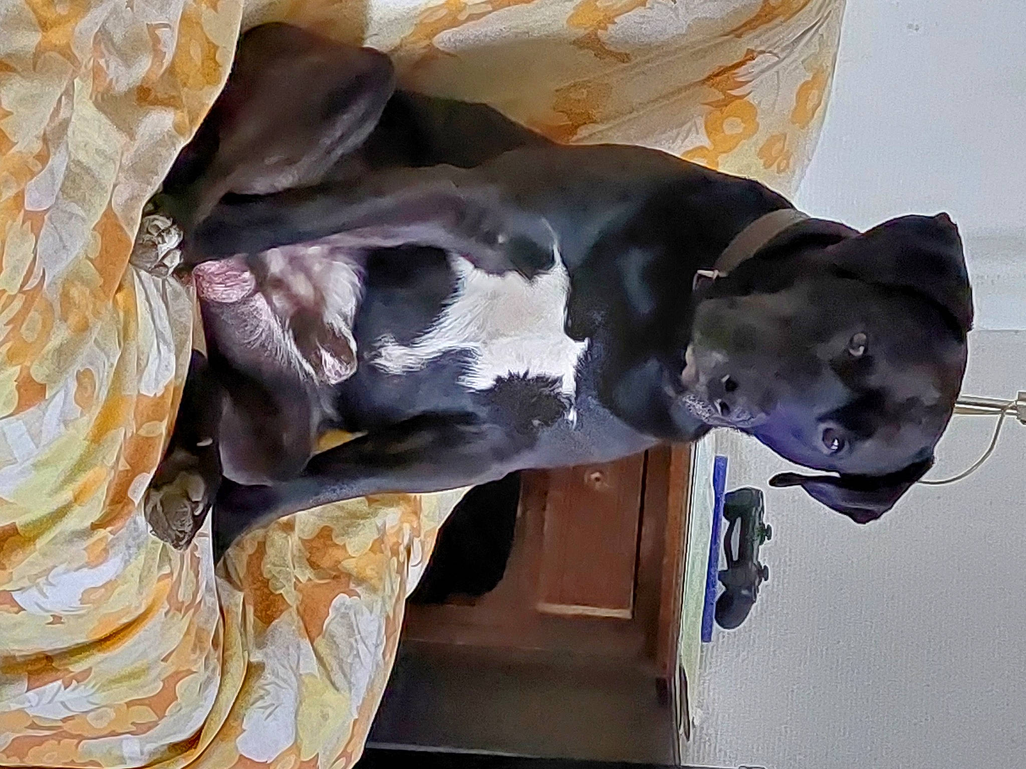 Pepper a rejoint le concours — aidez-le/la à gagner de superbes lots ! art, canidae, carnivore, dog, dog_breed, dog_collar, fawn, guard_dog, non_sporting_group, sculpture, snout, sporting_group, statue, working_animal