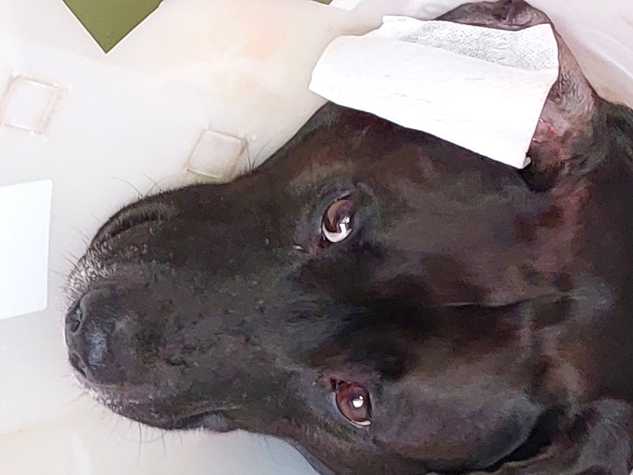 Pepper a rejoint le concours — aidez-le/la à gagner de superbes lots ! art, borador, canidae, carnivore, collar, dog, dog_breed, dog_collar, fur, guard_dog, hunting_dog, jaw, liver, musical_instrument, sculpture, snout, sporting_group, wall_plate, whiskers, working_animal