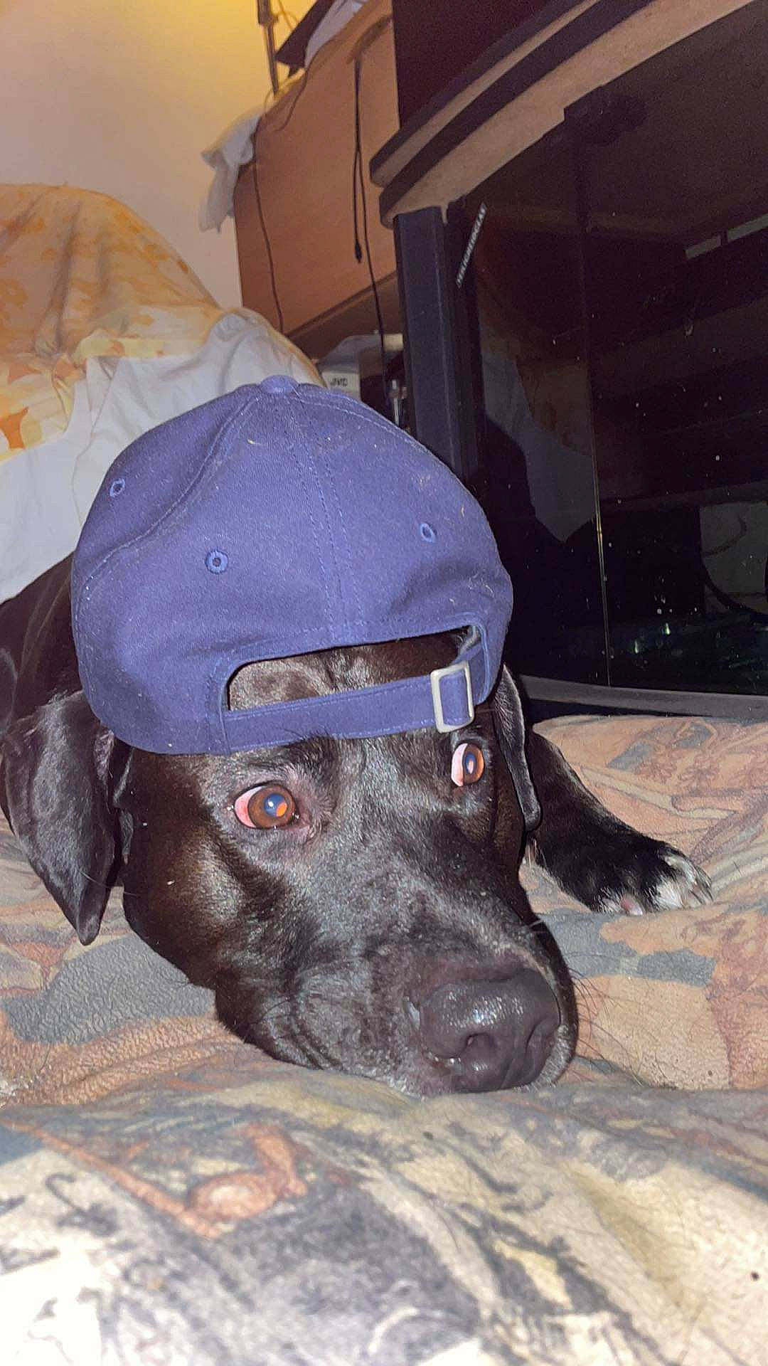 Pepper participe au concours pour gagner de l'argent avec cette photo : borador, canidae, carnivore, collar, comfort, companion_dog, dog, dog_breed, fawn, fur, guard_dog, gun_dog, liver, non_sporting_group, personal_protective_equipment, snout, sporting_group, terrestrial_animal, whiskers, working_animal