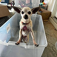 Pebbles joined the competition — help win amazing prizes! dog, chihuahua, plastic_bin, pet, collar, indoor, garage, box, toy, floor, small_dog, ears, curious, looking_up, pet_tag, container, animal, cute, standing, domestic