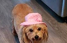 Corona is registered to the contest to win money with this photo: basset_fauve_de_bretagne, canidae, carnivore, cavachon, cavapoo, cockapoo, companion_dog, dog, dog_breed, golden_retriever, goldendoodle, labradoodle, mammal, morkie, norfolk_terrier, petit_basset_griffon_vendeen, poodle_crossbreed, puppy, schnoodle, sporting_group