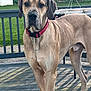 animal, backyard, brown_dog, canine, collar, deck, dog, domestic_animal, fence, garden, grass, great_dane, large_dog, mammal, outdoor, pet, quiet, shadow, standing, wooden_deck