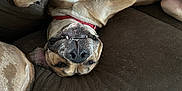Deuce is registered to the contest to win money with this photo: dog, upside_down, brown_couch, pet_hair, playful, relaxed, canine, paws, teeth, collar, indoor, funny, resting, close_up, smiling, fur, animal, cute, domestic, companion