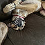 animal, brown_couch, canine, close_up, collar, companion, cute, dog, domestic, funny, fur, indoor, paws, pet_hair, playful, relaxed, resting, smiling, teeth, upside_down