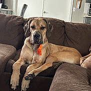 Deuce joined the competition — help win amazing prizes! dog, couch, living_room, brown_couch, orange_tassel, large_dog, indoor, relaxed, pet, canine, furniture, door, kitchen, home, floor, paw, seated, animal, domestic, resting
