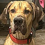 Deuce is registered to the contest to win money with this photo: dog, pet, indoor, floor, collar, animal, canine, brown, large_dog, ears, snout, furniture, table, chair, clothing, tile_floor, domestic, portrait, closeup, home