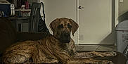 Ace joined the competition — help win amazing prizes! dog, brindle, couch, indoor, living_room, furniture, door, tile_floor, relaxed, pet, canine, household, room, seated, domestic_animal, side_view, brown, quiet, resting, companion