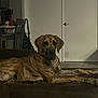 dog, brindle, couch, indoor, living_room, furniture, door, tile_floor, relaxed, pet, canine, household, room, seated, domestic_animal, side_view, brown, quiet, resting, companion