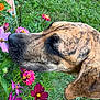 dog, brindle, sniffing, flower, purple_flower, garden, grass, greenery, nature, outdoor, colorful, pet, canine, flora, closeup, head, animal, summer, peaceful, curious
