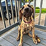 dog, brindle, puppy, collar, toy, porch, wooden_floor, car, outdoor, fence, grass, house, pet, canine, playful, sitting, curious, daylight, suburban, animal