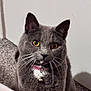 animal, bell, carpet, cat, closeup, collar, curious, domestic_animal, ears, face, feline, fur, gray_cat, indoor, mammal, pet, portrait, sitting, whiskers, yellow_eyes
