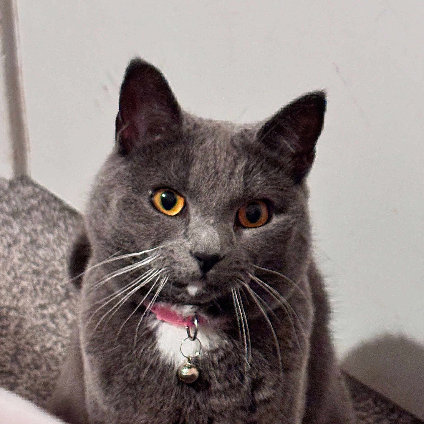 Millie joined the competition — help win amazing prizes! animal, bell, carpet, cat, closeup, collar, curious, domestic_animal, ears, face, feline, fur, gray_cat, indoor, mammal, pet, portrait, sitting, whiskers, yellow_eyes