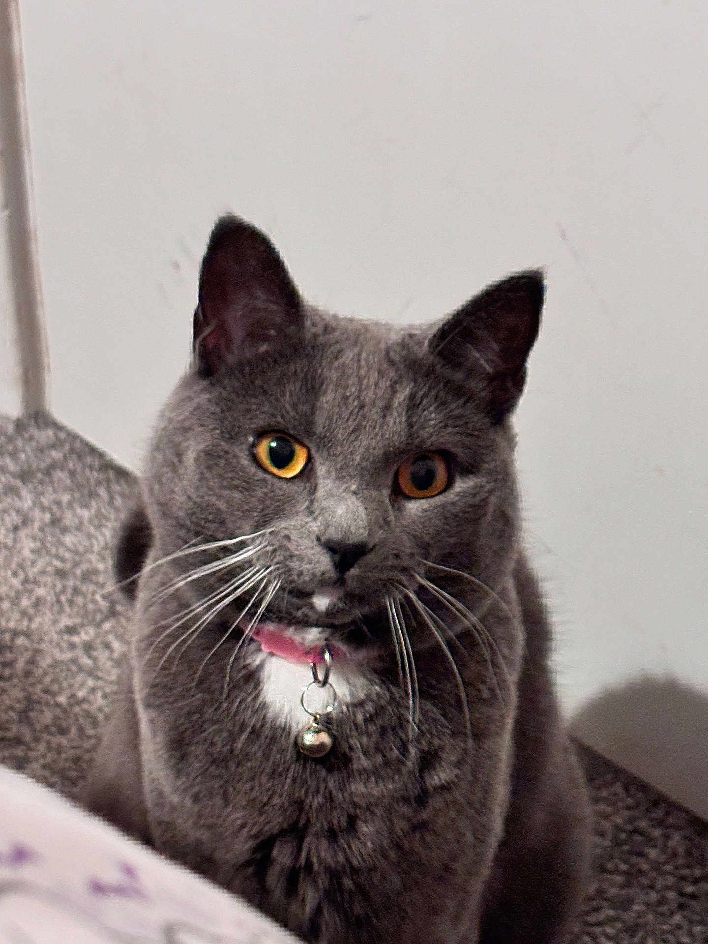 Millie joined the competition — help win amazing prizes! animal, bell, carpet, cat, closeup, collar, curious, domestic_animal, ears, face, feline, fur, gray_cat, indoor, mammal, pet, portrait, sitting, whiskers, yellow_eyes