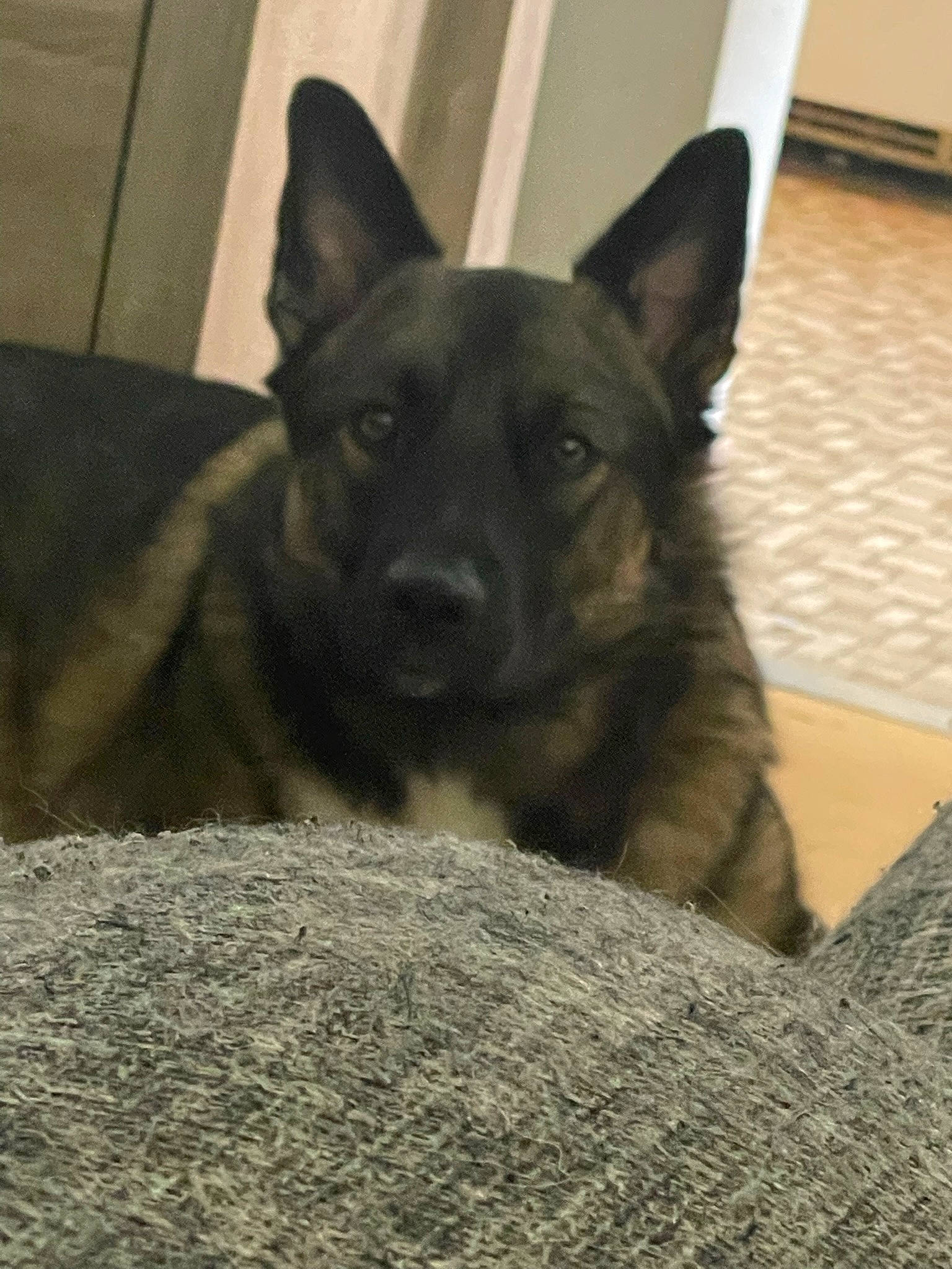 Bear joined the competition — help win amazing prizes! canidae, carnivore, comfort, companion_dog, dog, dog_breed, foot, fur, grey, herding_dog, jaw, non_sporting_group, sitting, snout, sporting_group, tail, terrestrial_animal, whiskers, working_animal, working_dog