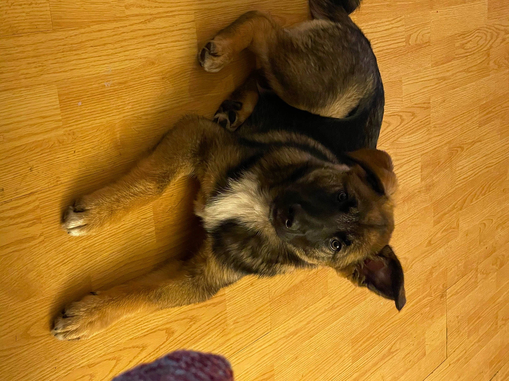 Bear joined the competition — help win amazing prizes! brown, carnivore, cat, comfort, companion_dog, dog_breed, fawn, felidae, flooring, fur, hardwood, liver, paw, small_to_medium_sized_cats, snout, tail, terrestrial_animal, whiskers, wood, wood_stain