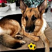 Max joined the competition — help win amazing prizes! german_shepherd, dog, pet, toy, yellow_ball, indoor, bed, plant, potted_plant, carpet, fur, animal, resting, canine, ears, face, home, decor, relaxed, floor