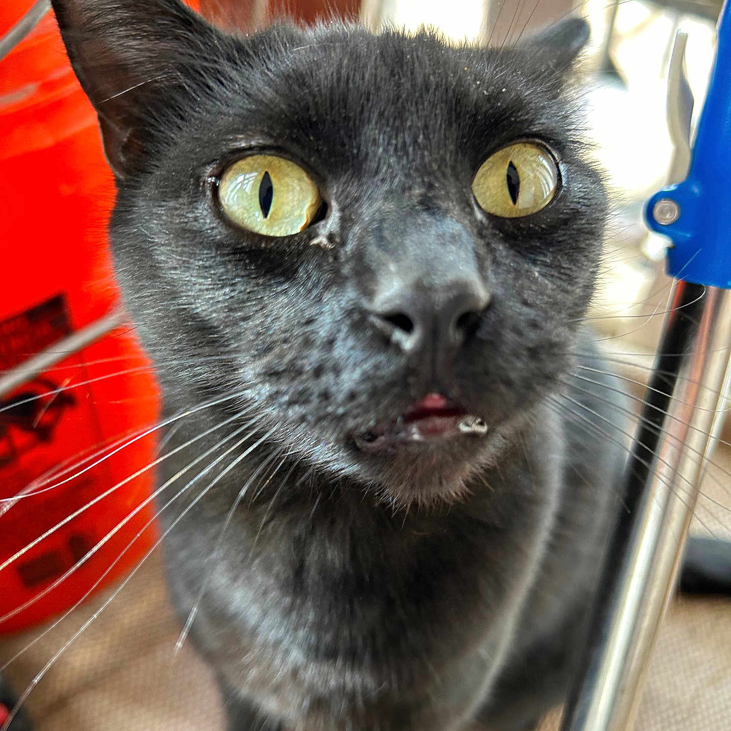 Ardie is registered to the contest to win money with this photo: animal, black_cat, cat, close_up, curious, domestic_animal, ears, face, feline, floor, fur, indoor, indoor_lighting, metal_pole, mouth, nose, orange_object, pet, whiskers, yellow_eyes