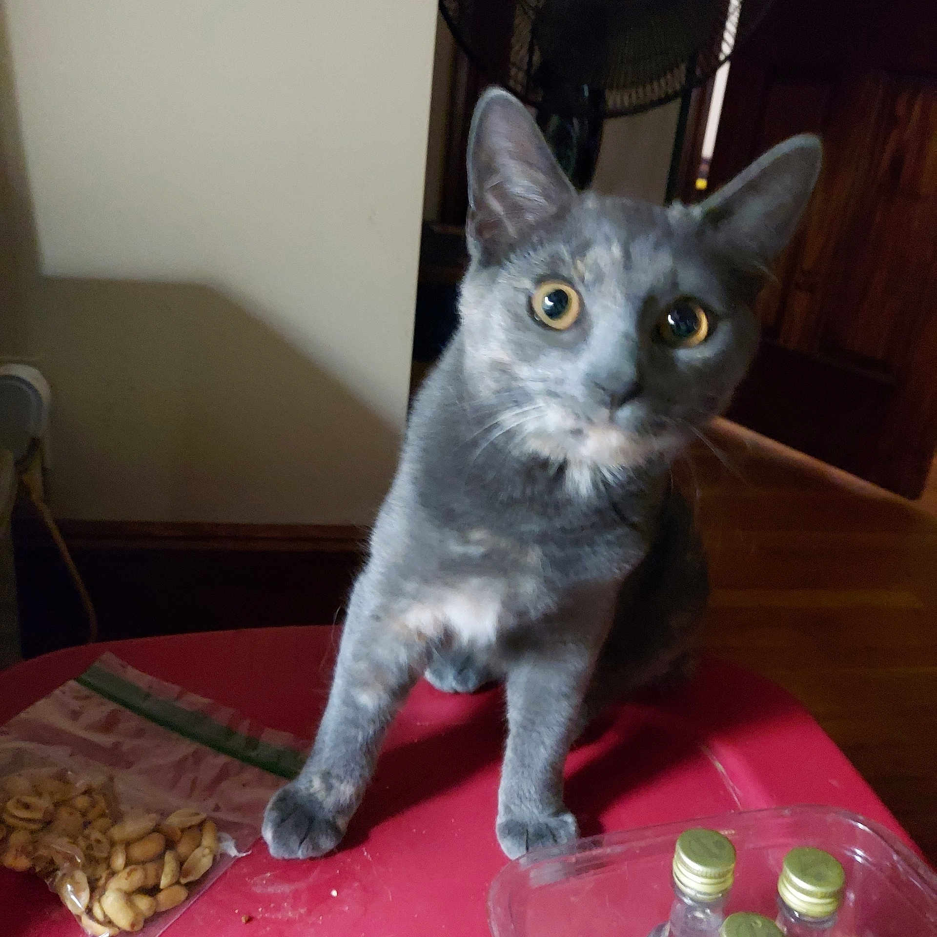Danni is registered to the contest to win money with this photo: abyssinian, animal, blackcat, cat, desk, diningtable, food, fruit, furniture, hardwood, kitten, manx, nut, pet, plant, plywood, produce, table, vegetable, wood